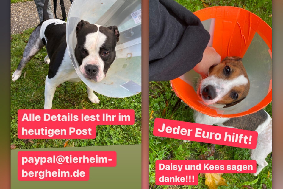 Die Operationen von Daisy (r.) und Kees haben in die Kasse des Tierheims Bergheim ein Loch gerissen. (Fotomontage)