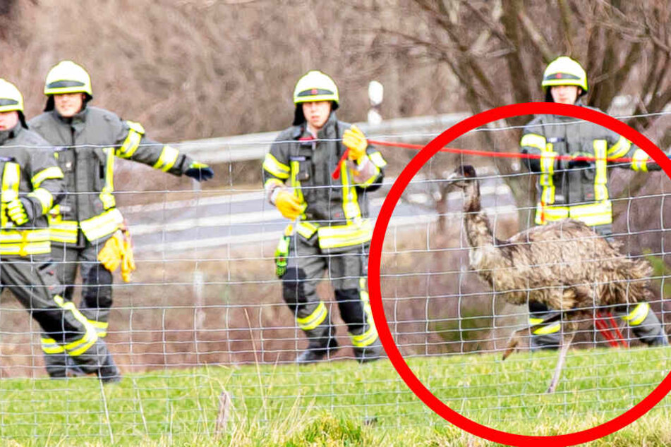 Polizei und Feuerwehr jagen wilden Emu an der Autobahn: Wo kommt das Tier her?