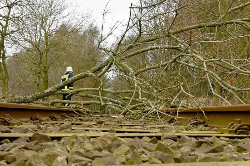 Ein vom Sturm umgeknickter Baum liegt auf der Bahnstrecke Neumünster-Heide in Schleswig-Holstein.