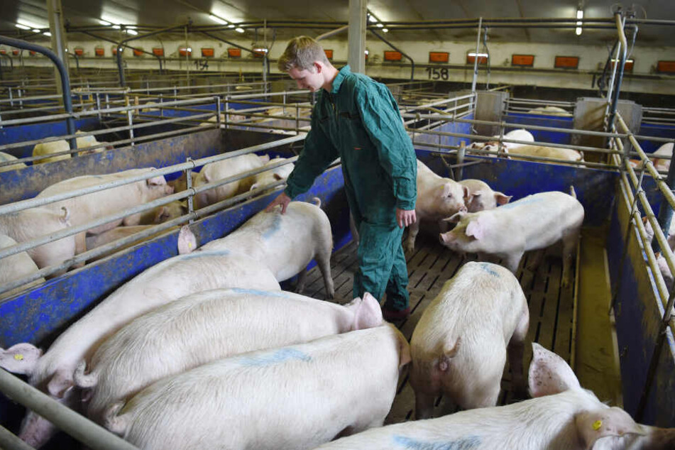 Ein Schweinestall mit Mastschweinen.