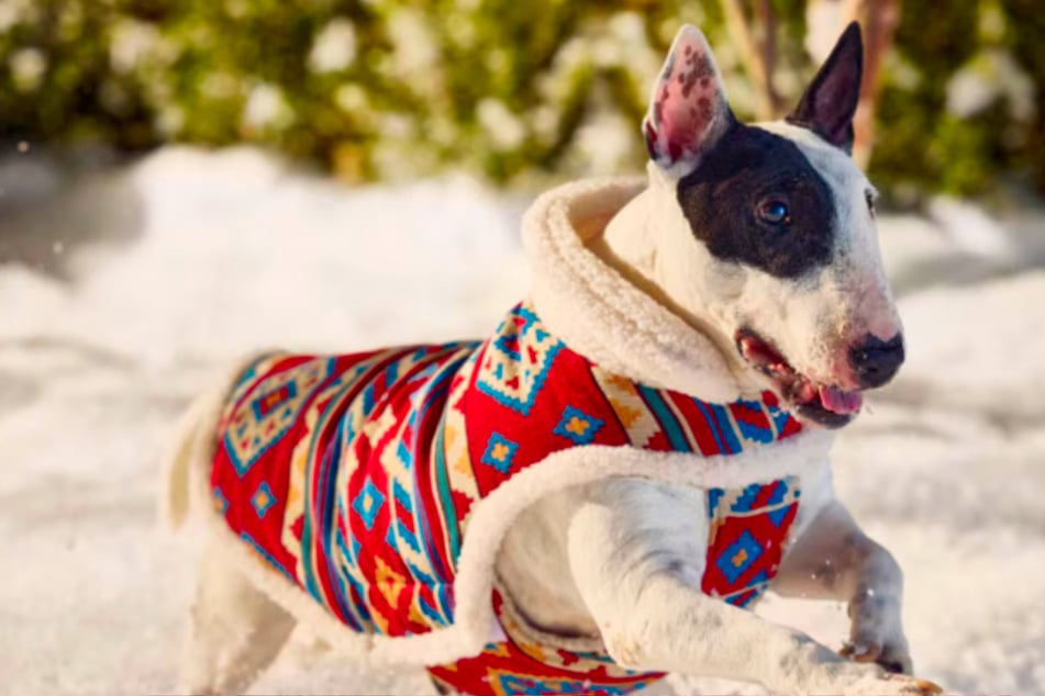 These pet must-haves are paw-some for winter