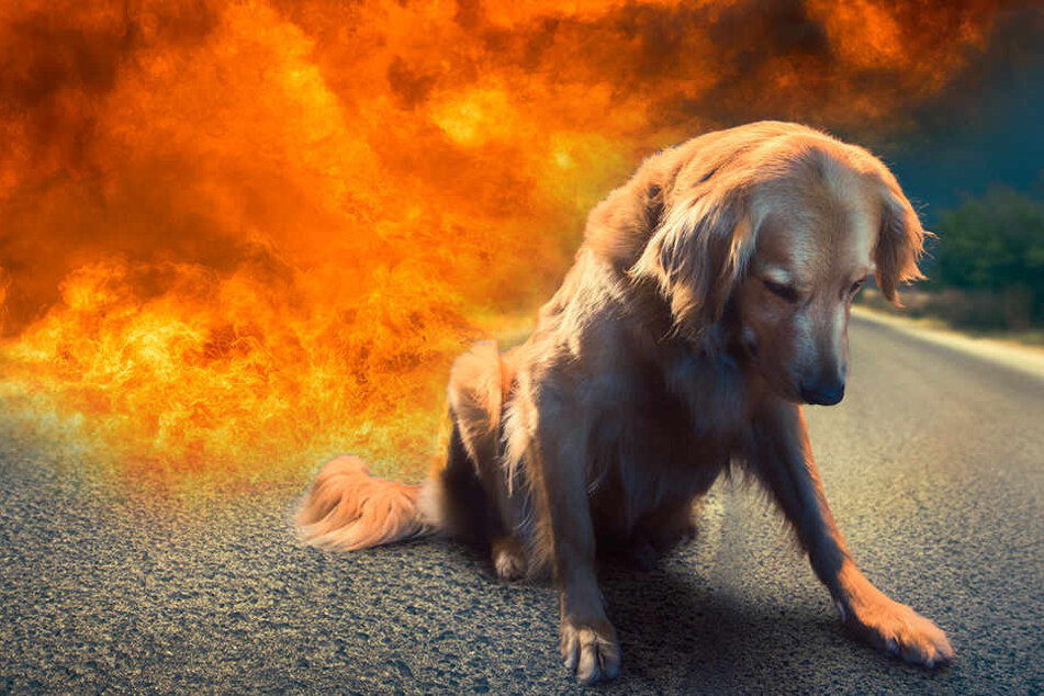 Der Hund starb einen schrecklichen Flammentod. (Bildmontage)