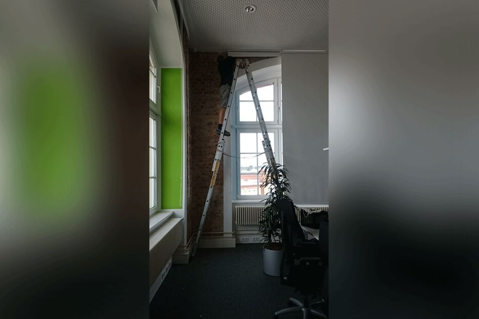Die Fledermäuse hatten sich in kleinen Gruppen hinter Jalousien und Schränken versteckt.