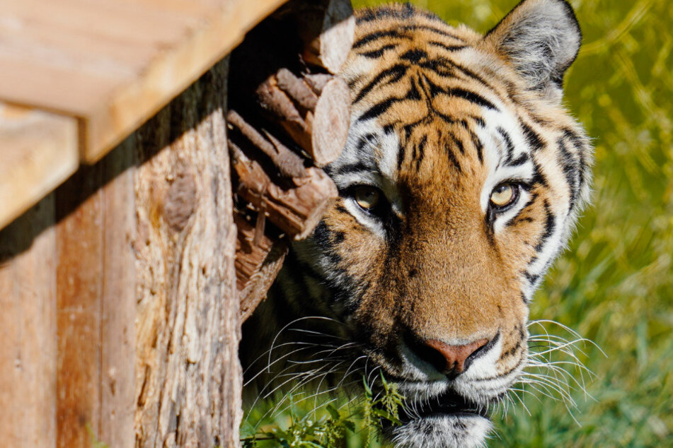 Neben dem Indochinesischen Tiger seien auch ausgestopfte Tiger- und Bärenköpfe gefunden worden. (Symbolbild)