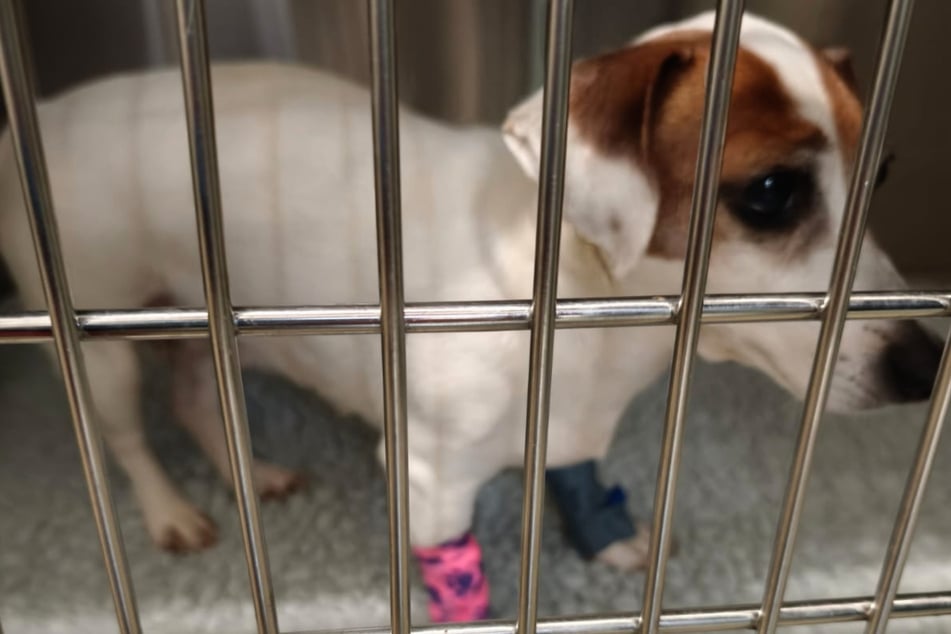 Die Kosten für Stellas Behandlung sind immens. Deshalb hoffen die Tierschützer der "Babyklappe" auf weitere Unterstützung von Tierfreundinnen und Tierfreunden.