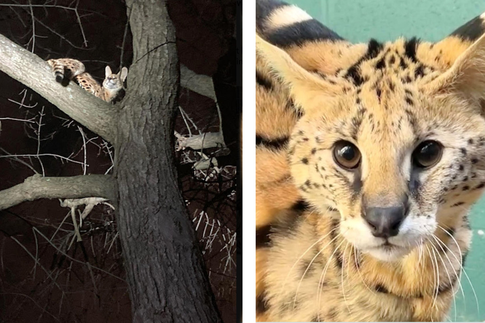 A serval cat named Amiry was rescued from a tree after running from police back in January.
