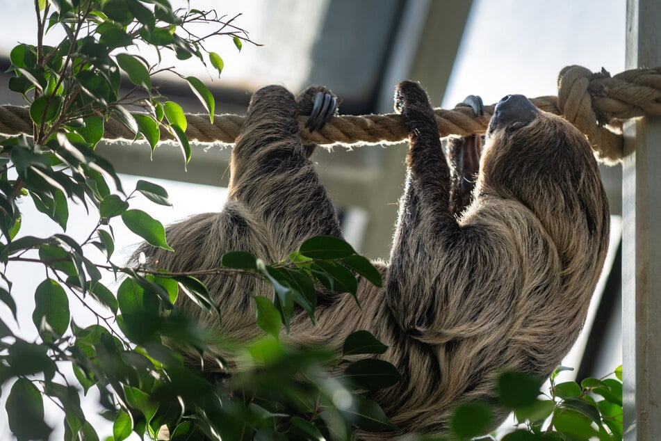 Was haben die Tiere im Hoyerswerdaer Zoo für Morgenrituale? Ihr erlebt es bei einem Rundgang.