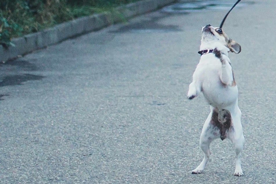 Autofahrer setzt Hund mitten auf der Straße aus - verzweifeltes Tier nimmt die Verfolgung auf!