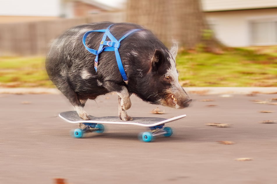 Schwein Norbert legte in 11,32 Sekunden zehn Meter mit dem Skateboard zurück - Rekord!