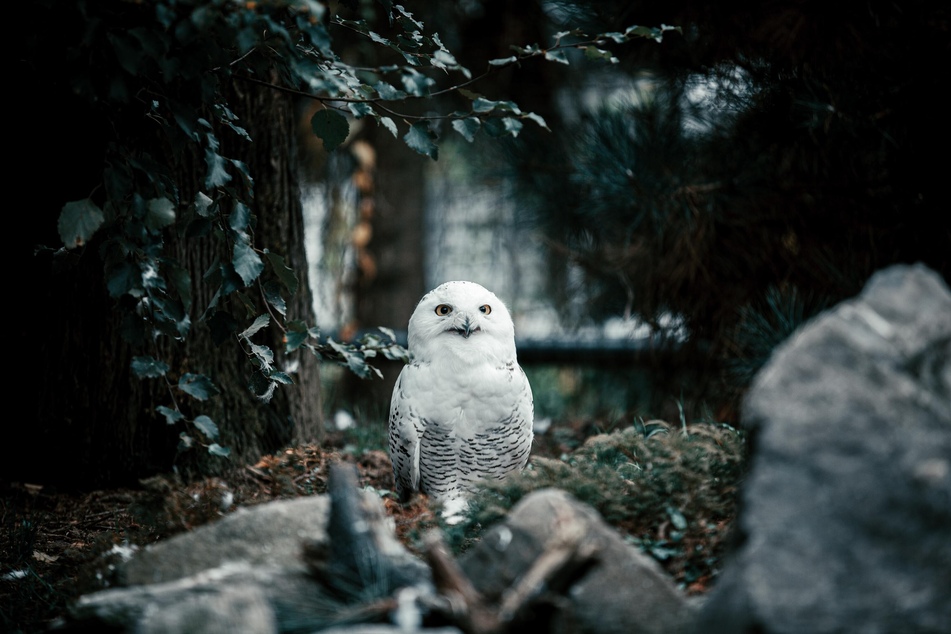 Im Dresdner Zoo können auch im Winter Schneeeulen und andere Tiere beobachtet werden. (Symbolbild)