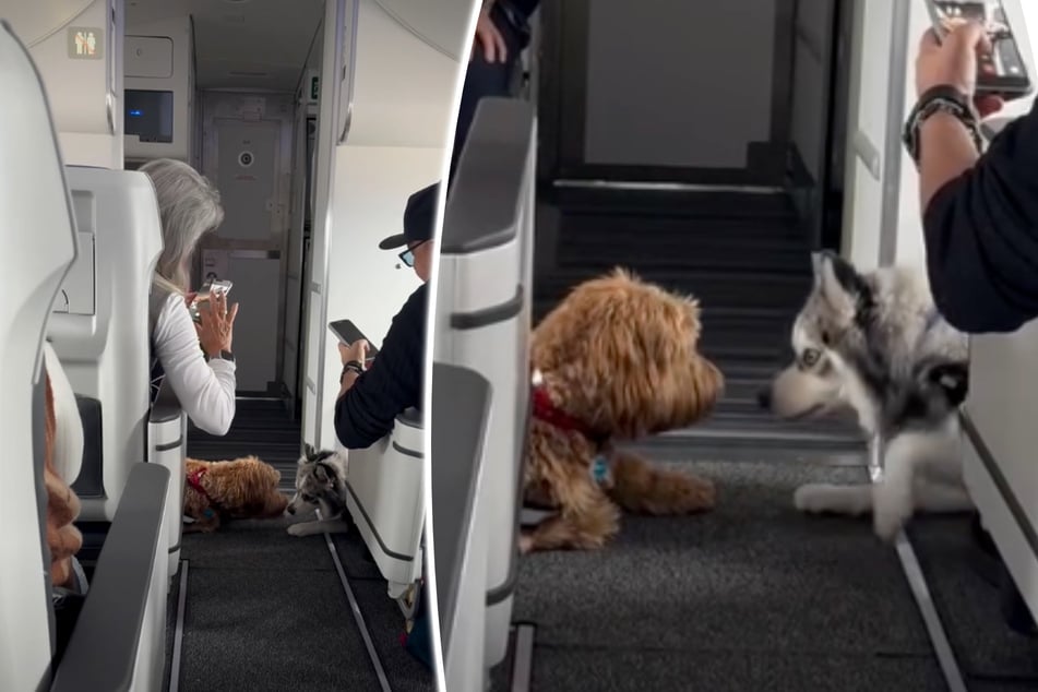 Hunde fliegen First Class: Was sie dann tun, lässt Herzen schmelzen