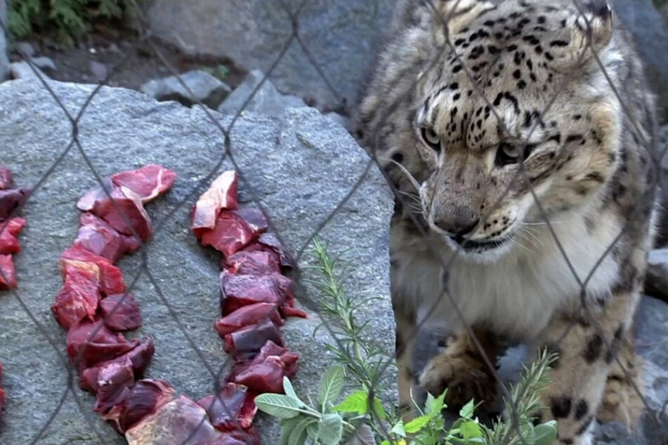 "Elefant, Tiger & Co.": Leoparden-Opi Onegin feiert stolzen Geburtstag!