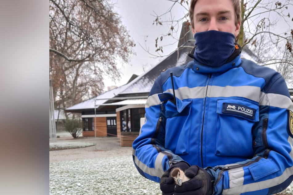 Das war knapp! Dieses Küken konnte von der Polizei Stuttgart geradeso noch gerettet werden.