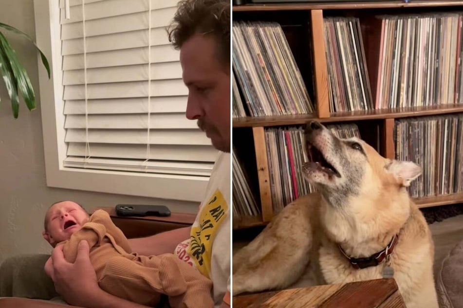 When baby Harlan cries, Tucker the dog also starts to howl.