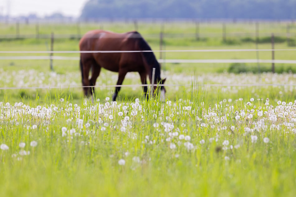 In Ostfriesland verstarb ein Pferd an einer Schussverletzung. (Symbolbild)