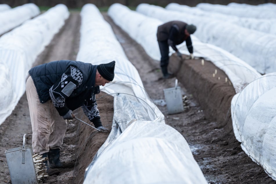 Arbeiter aus Rumänien ernten auf einem beheizten Feld.