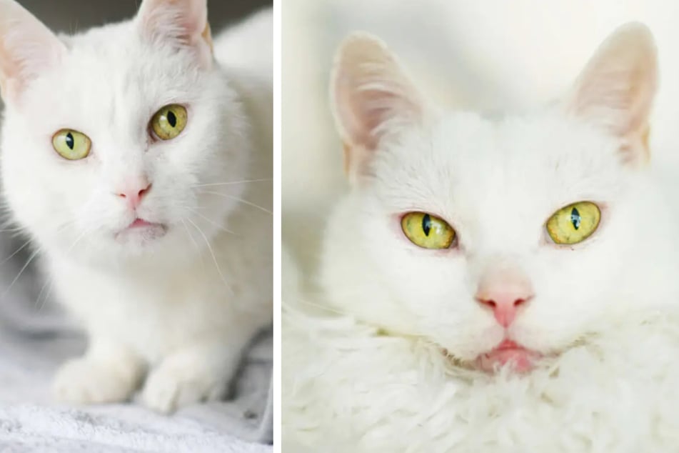 Schneeweiße Katze entkam aus brennender Wohnung: Wer hat ein Herz für Ivory?