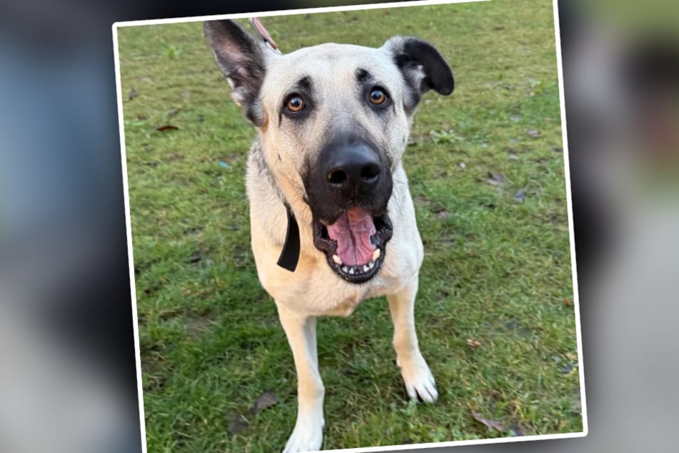 Die hübsche osteuropäische Schäferhündin kann gern zu einer Familie vermittelt werden, kleine Kinder sollten aber nicht im Haushalt leben.