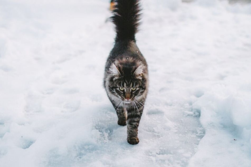 Katze Geht Im Winter Nicht Raus
