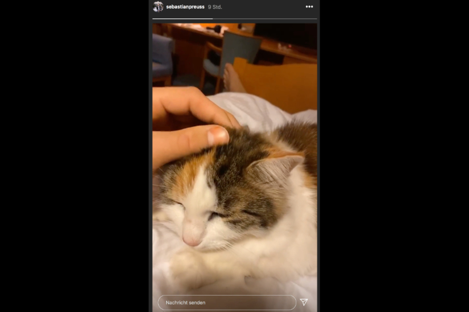 Diese süße Katze besuchte Bachelor-Basti am Krankenbett.
