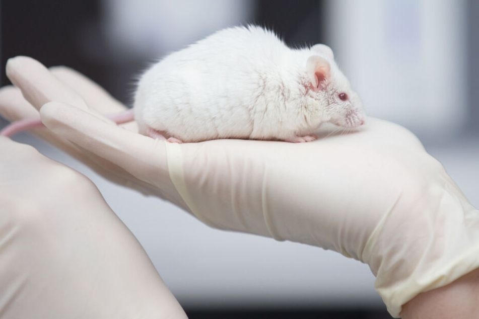 Eine wissenschaftliche Mitarbeiterin einer tierexperimentellen Forschungseinrichtung hat in einem Labor eine Maus in der Hand.