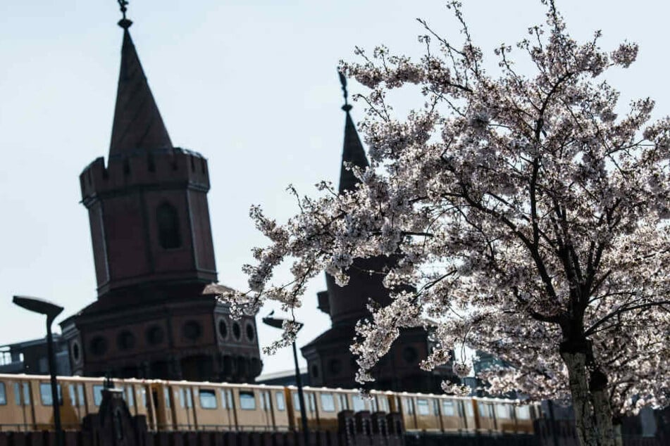 Kirschbäume blühen an der Oberbaumbrücke.