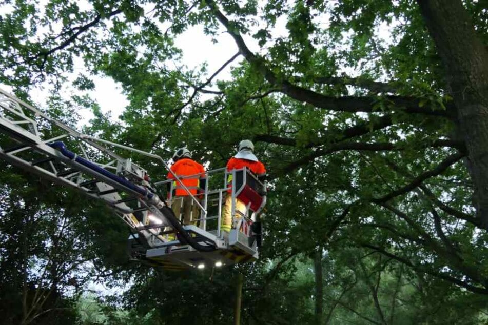 In Deditz hat das Unwetter, das am Samstag über den Raum Leipzig gezogen ist, einen Ast zum Abbrechen gebracht.