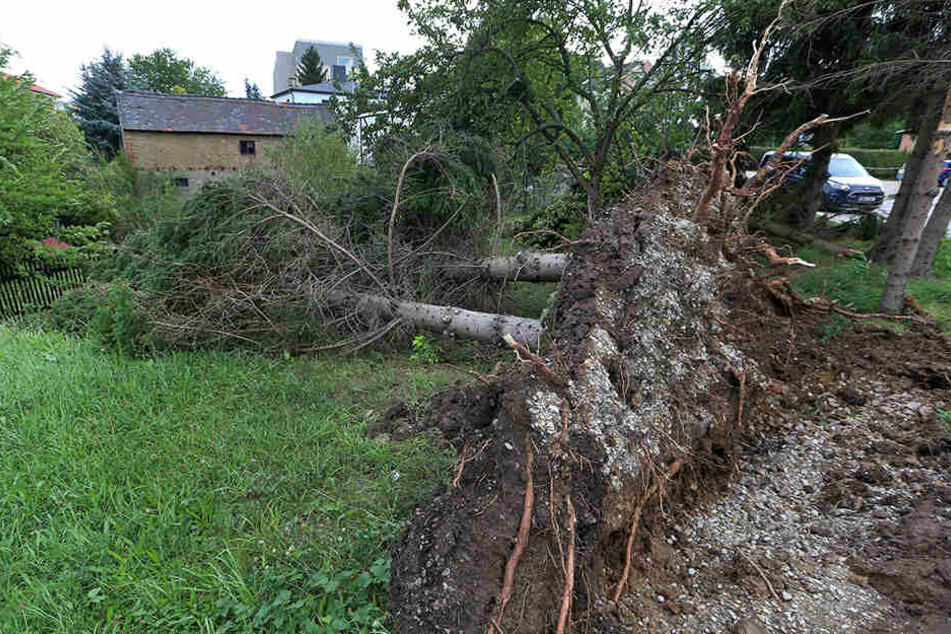 Zahlreiche Bäume wurden bei dem Unwetter entwurzelt.