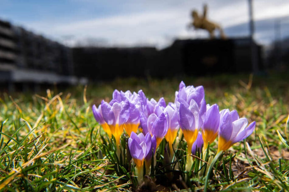Ende Januar blühten, wie hier in Dresden, vielerorts schon die Krokusse.