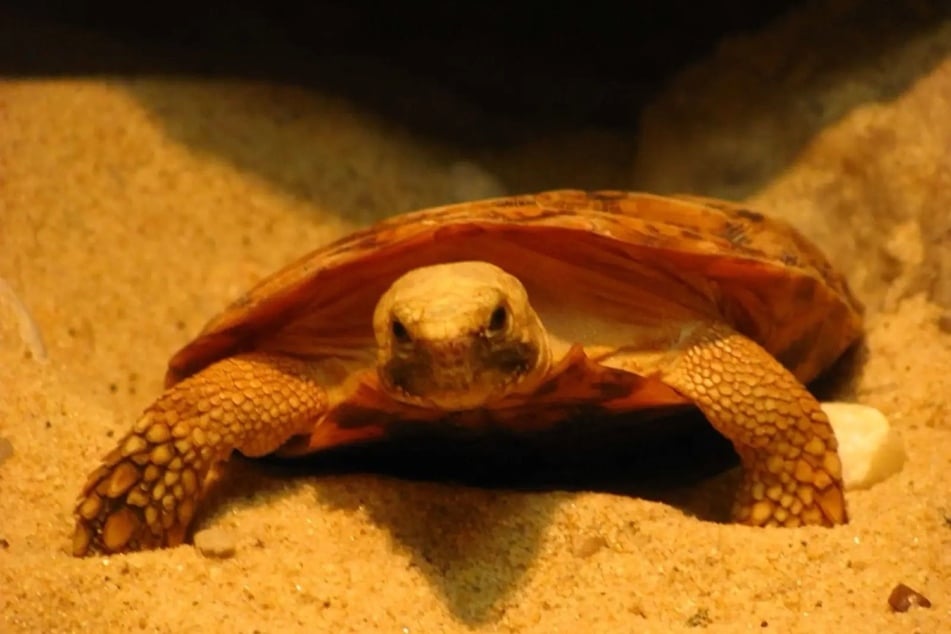 Spatenschildkröten müssen um ihre natürlichen Lebensräume fürchten.