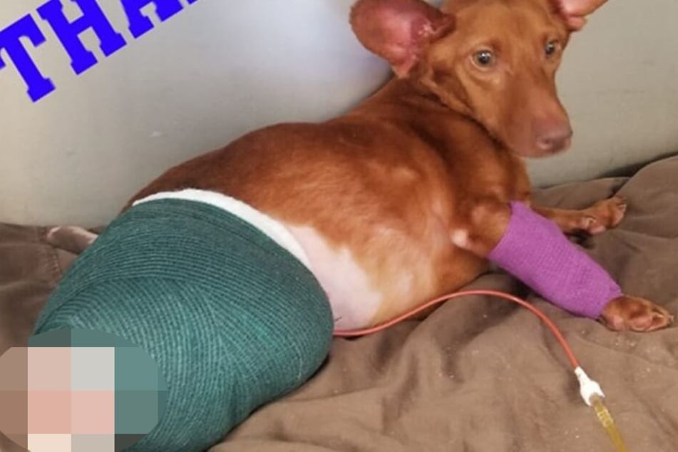 Buddy ist auf dem Weg der Besserung.