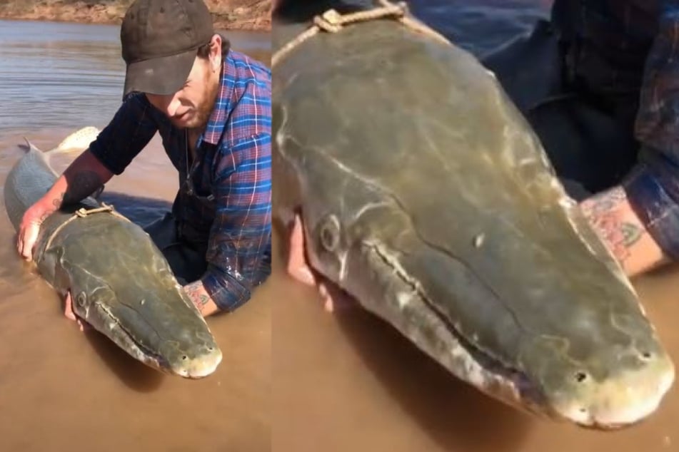 Henry Martin proudly presented his impressive catch in a TikTok video.