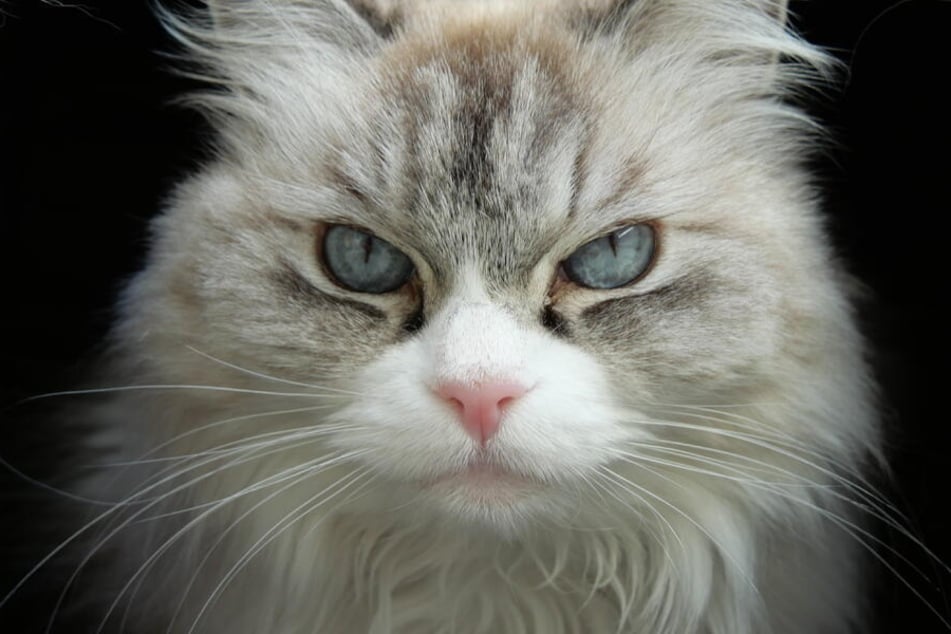 Ragdoll-Katzendame Engelchen ist derzeit im Hamburger Franziskus-Tierheim untergebracht.