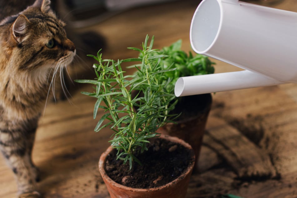 Indoor herbs can bring a lot of pleasure and happiness to your cat.