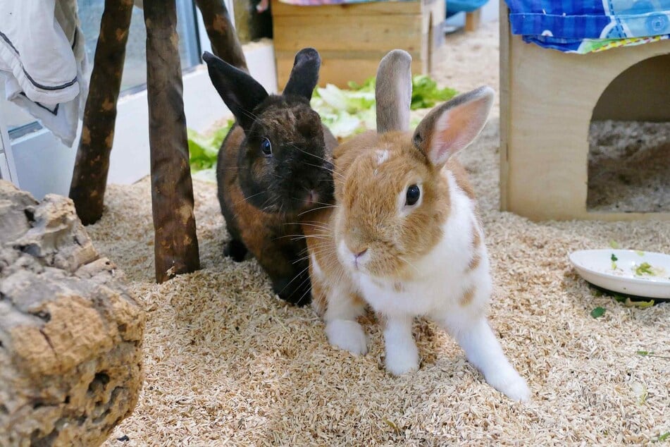 Das Kaninchen-Paar Lisa und Paul sucht ein gemeinsames Zuhause.