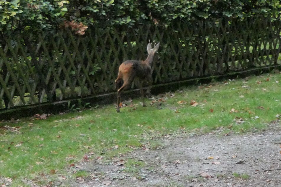 Nach seiner Rettung zog der junge Bock freudig von dannen.