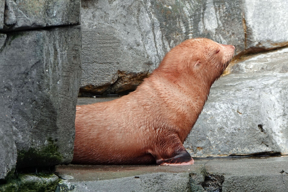Das Albino-Seebärenbaby sonnt sich im Außengehege des Tierparks Hagenbeck.