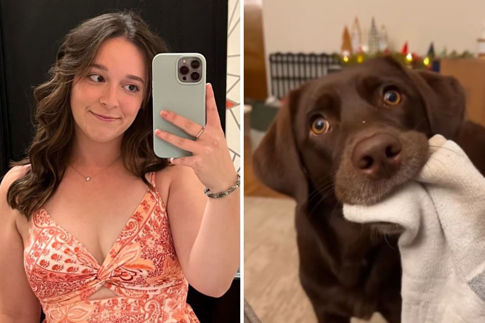 Woman leaves chaotic Labrador alone at home: shortly afterwards she is speechless