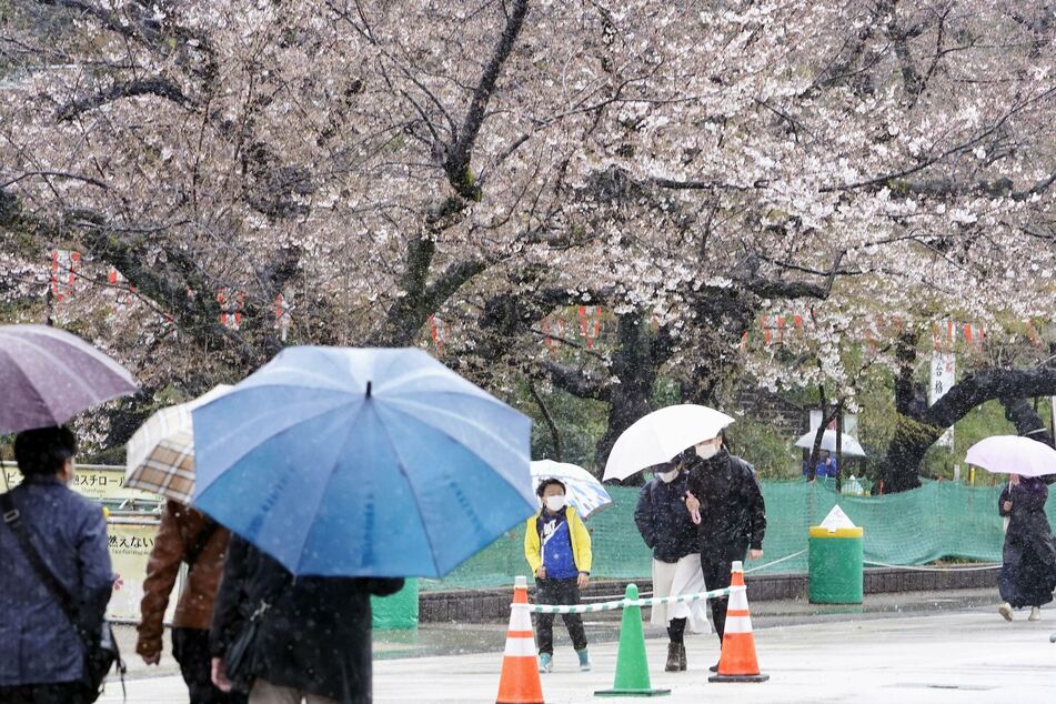 Menschen spazieren bei Regen an Kirschblüten im Ueno Park vorbei.