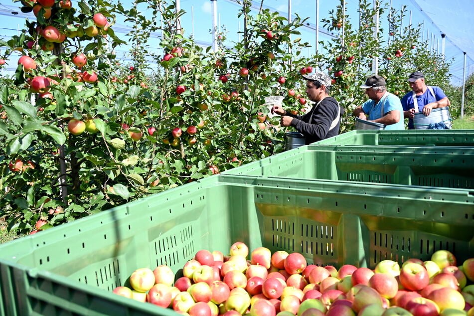 Auch bei Apfel- und Gurkenernte geht ohne Helfer kaum etwas.