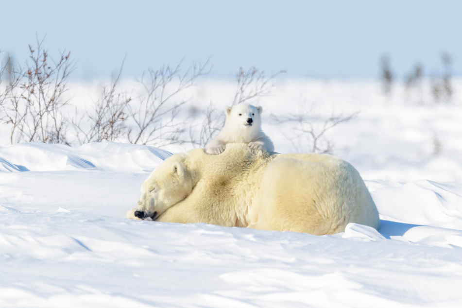 Polar bears are at risk of toxic chemicals locked in the ice (stock image).