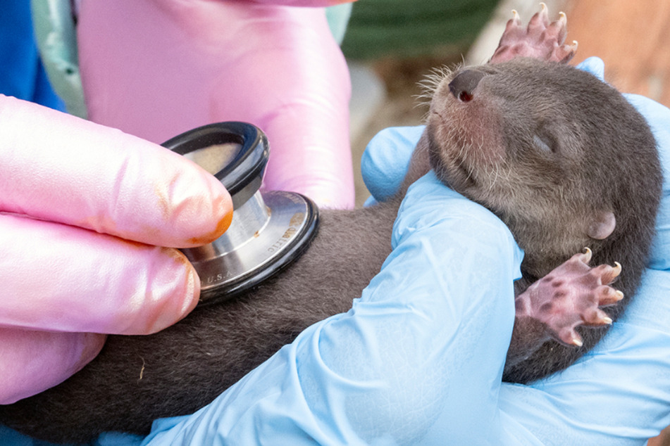 One of Zoo Miami's new otter pups at its neonatal checkup.