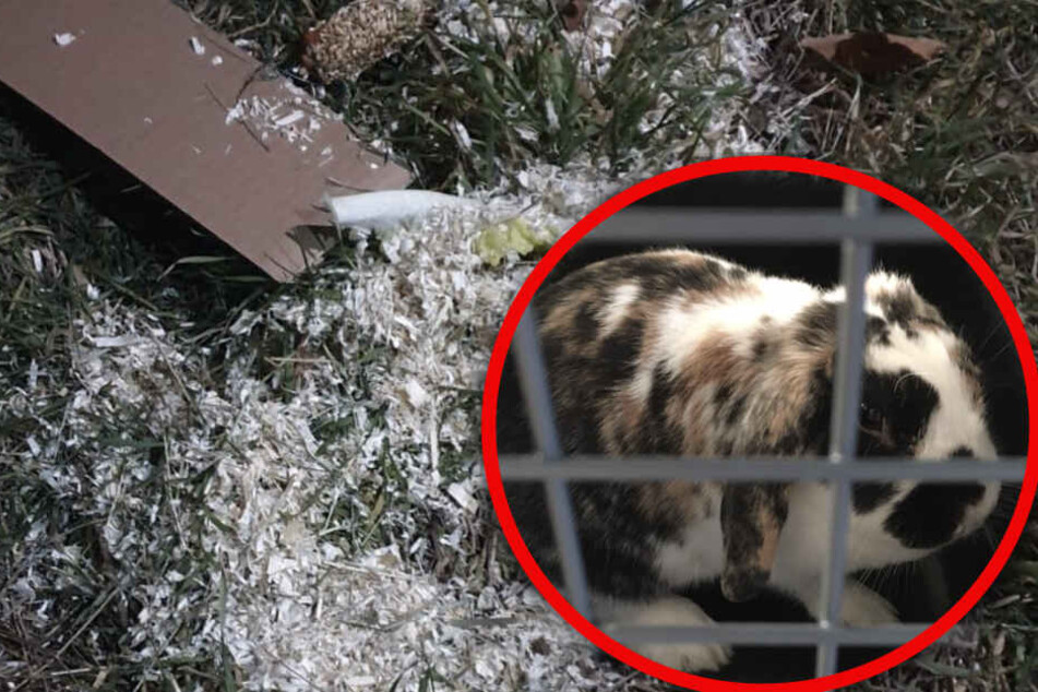 Das kleine Schlappuhr war den niedrigen Temperaturen am Samstag ausgesetzt.