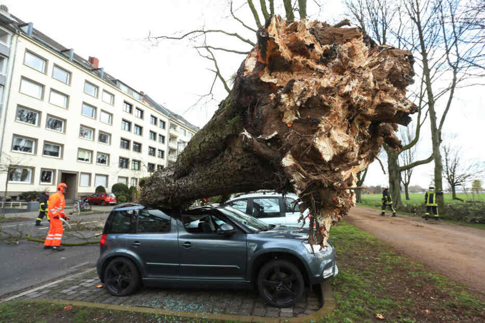 Ein umgestürzter Baum in Düsseldorf.