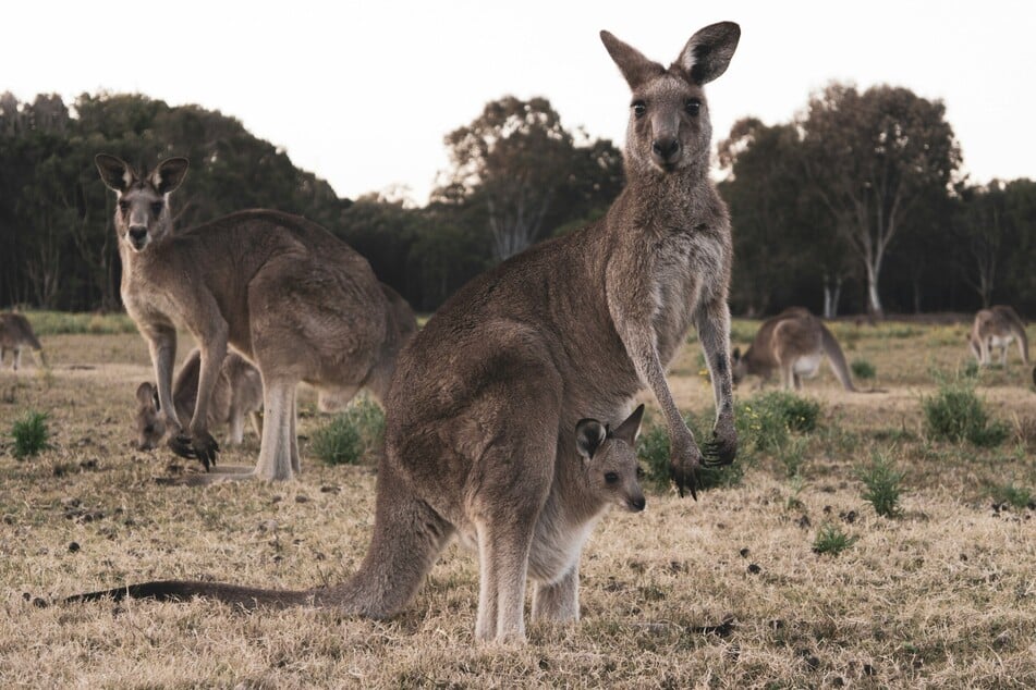 Most of the 53 recorded kangaroo deaths were caused by collisions with the large marsupials on the endless outback roads.