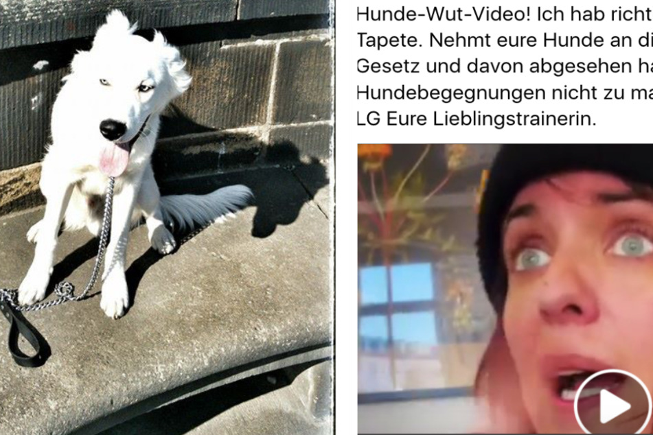 Sarah Kuttners "Hunde-Wut-Video" schlägt hohe Wellen