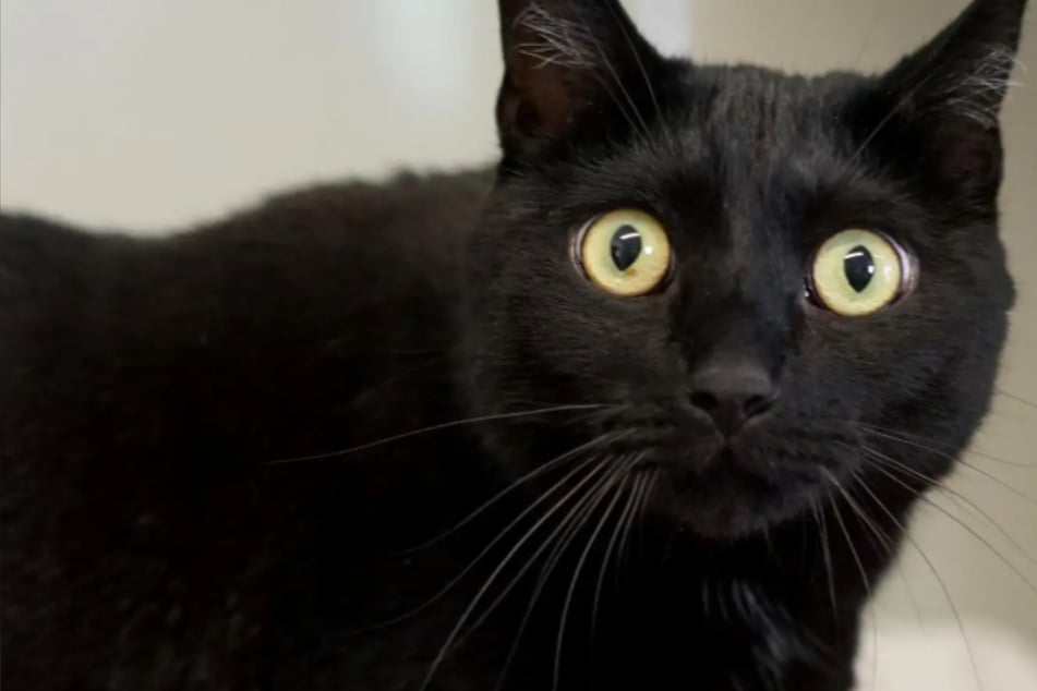 Spooky schaut, als sehe er Geister: Wer schenkt dem schwarzen Kater ein Zuhause?