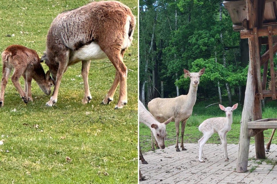 Nachwuchs beim weißen Rotwild. Für ein weißes Kalb müssen beide Eltern das weiße Gen in sich tragen. Bei männlichen Jungtieren des Muffelwilds beginnen die Schnecken (Hörner) ab drei bis vier Monaten zu wachsen.