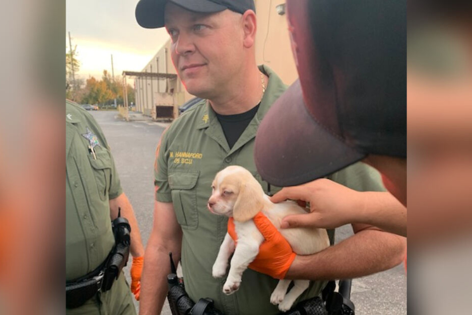Der kleine Hundewelpe auf den armen eines Beamten des Hillsborough County Sheriff’s Office.
