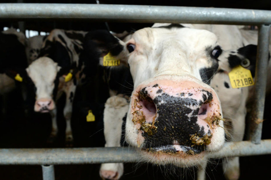 Verbraucher hätten häufig falsche, idealisierte Vorstellungen von der Nutztierhaltung, so der Tierschutzbeauftragte.